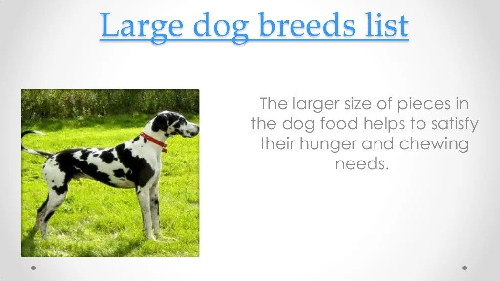 Large dog breeds list
