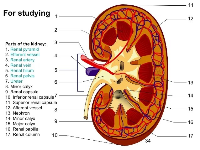 the urinary system