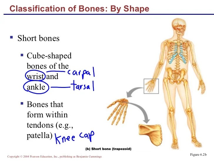 Lecture bone structure & markings
