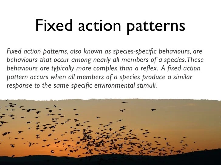 Lesson 1 behaviours not dependent on learning