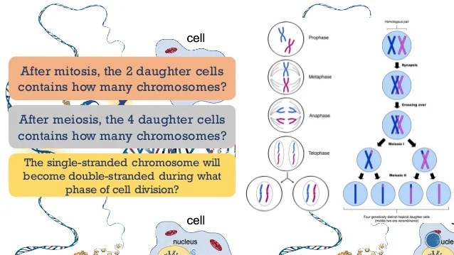 Grade 9 Chromosomal basis of inheritance