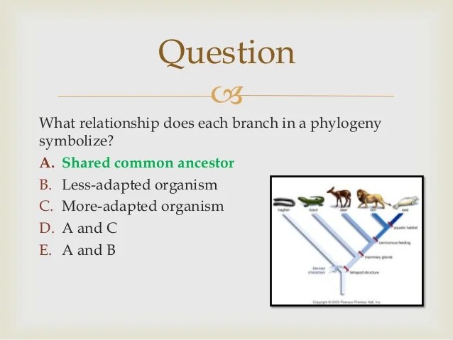 Which of the following is an example of microevolution