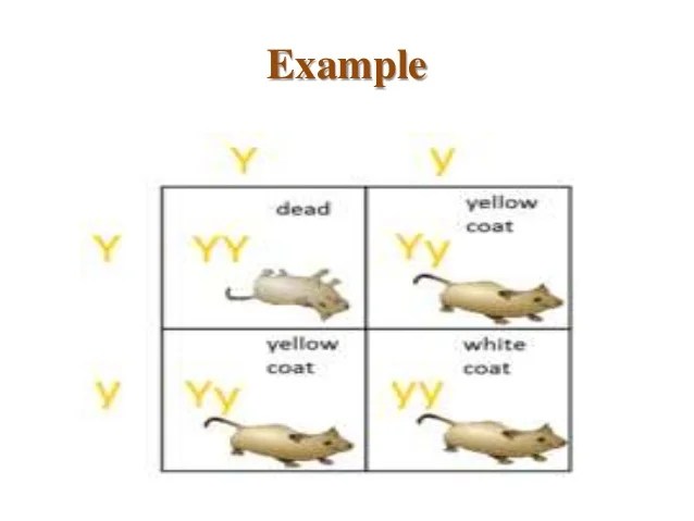 Lethal allele
