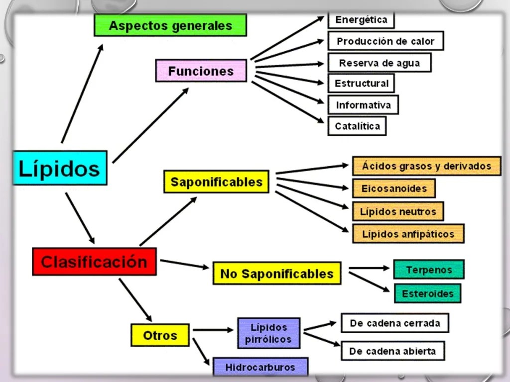 Lipidos pdf
