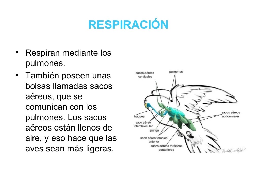 Los periquitos