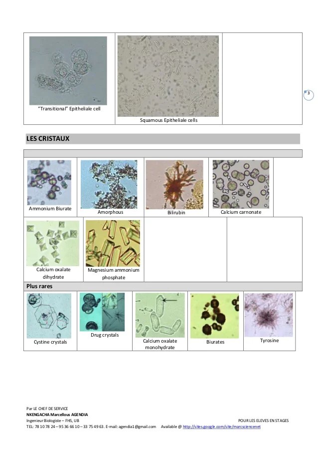 ECBU A technical guide for urine analysis