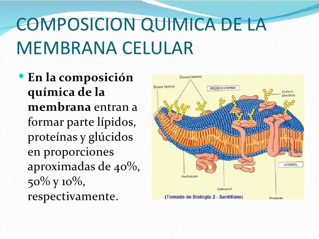 Membrana cel