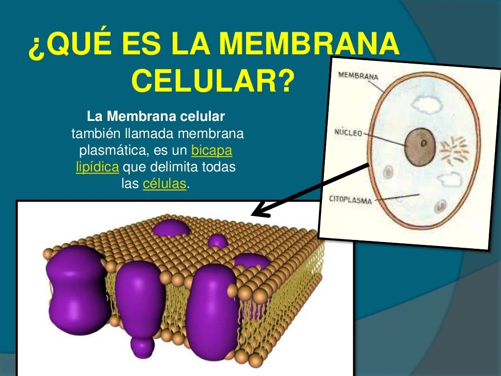 Membrana Funciones SEO POSITIVO