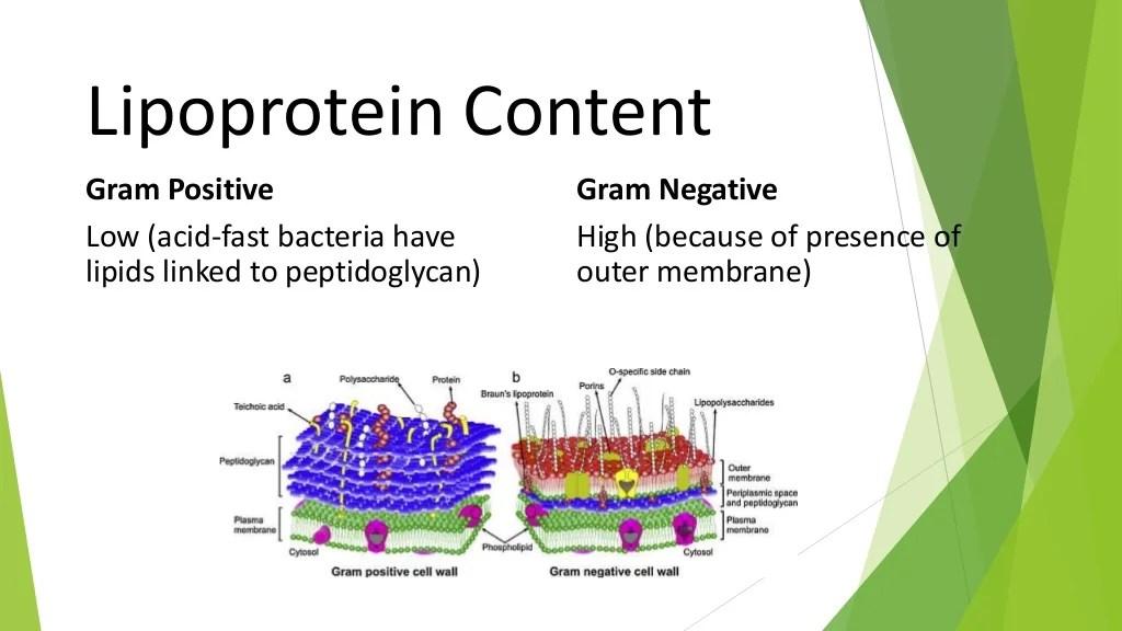 Difference between Gram Positive and Gram Negative Bacteria