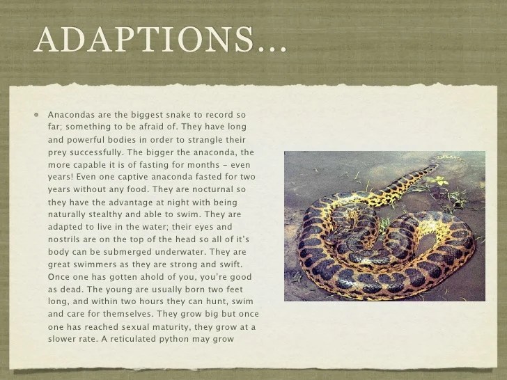 11 Fun Facts About Anacondas Mental Floss