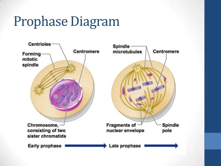 Mitosis