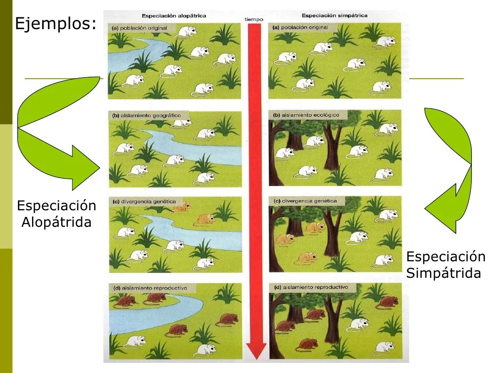 Modelos de especiación