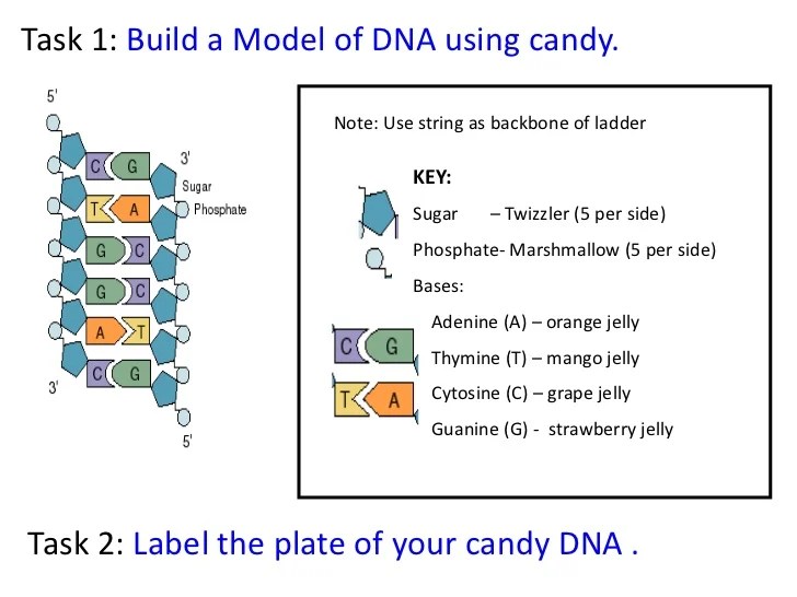 Notes on DNA and DNA structure