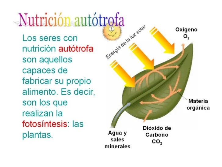 NUTRICION DESARROLLLO.