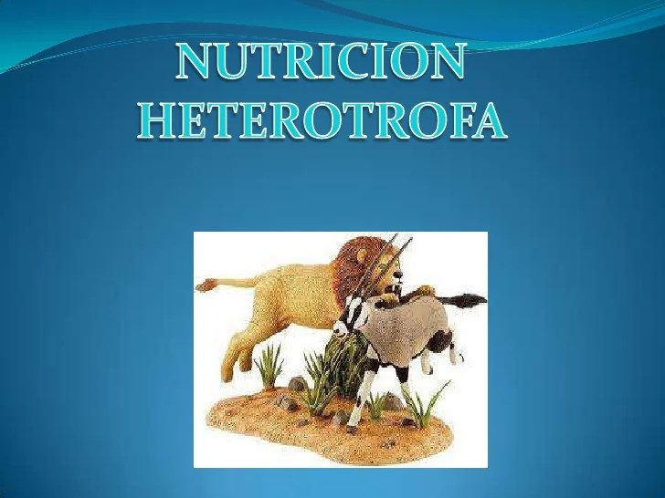 Nutricion heterotrofa