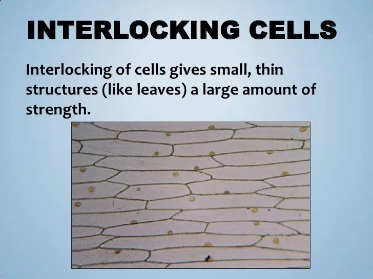 Onion cells