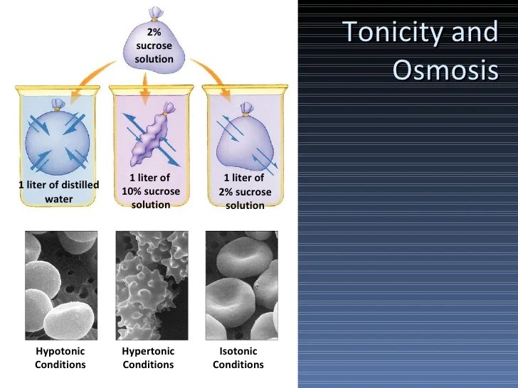 Osmoregulation and excretion