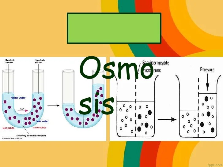 Osmosis