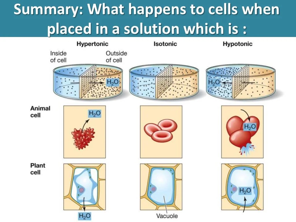 Osmosis, diffusion, active transport