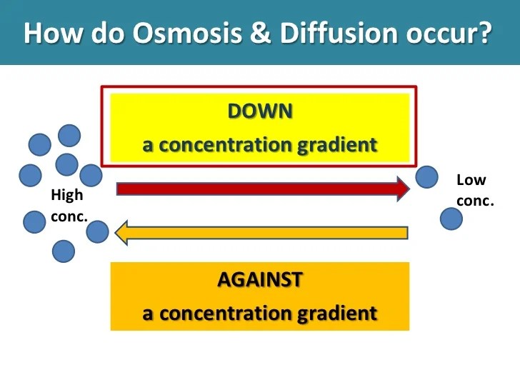 Osmosis term paper
