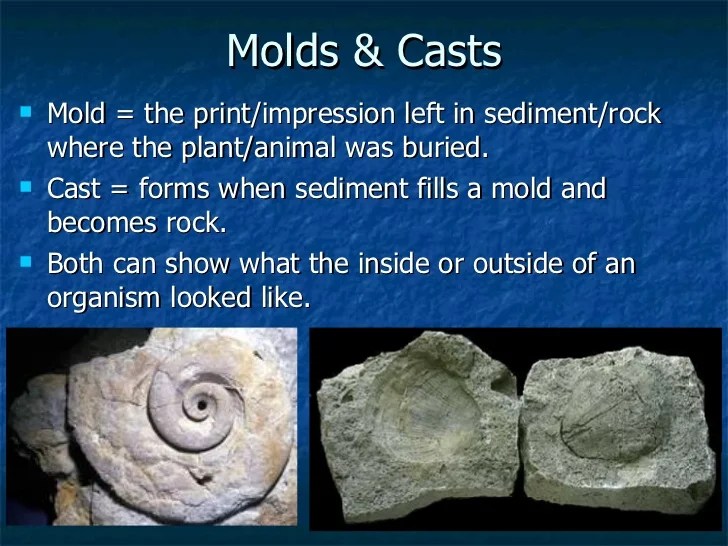 P P T Fossils 9