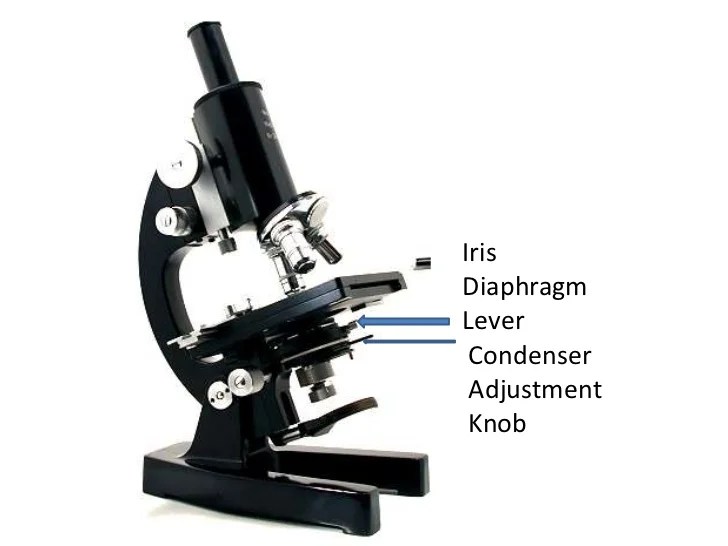 Parts and functions of a compound microscope