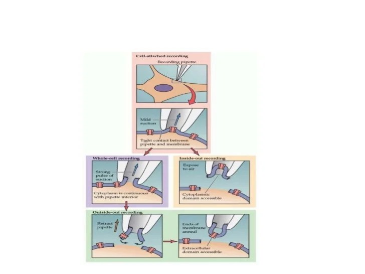 Patch clamp technique