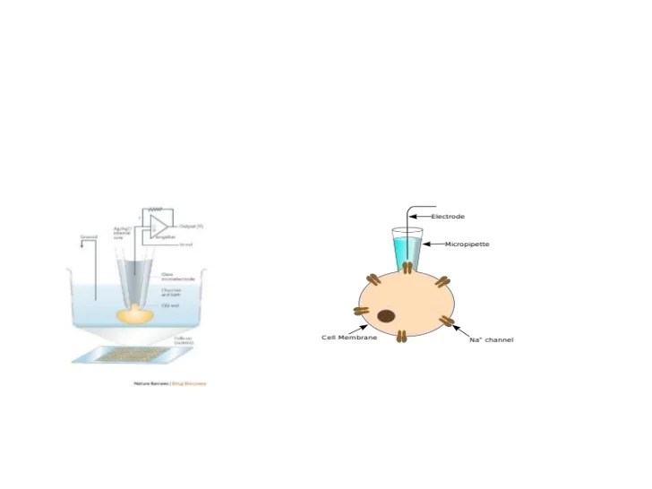 Patch clamp technique