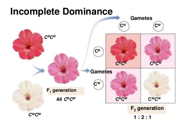 Patterns of inheritance non mendelian inheritance
