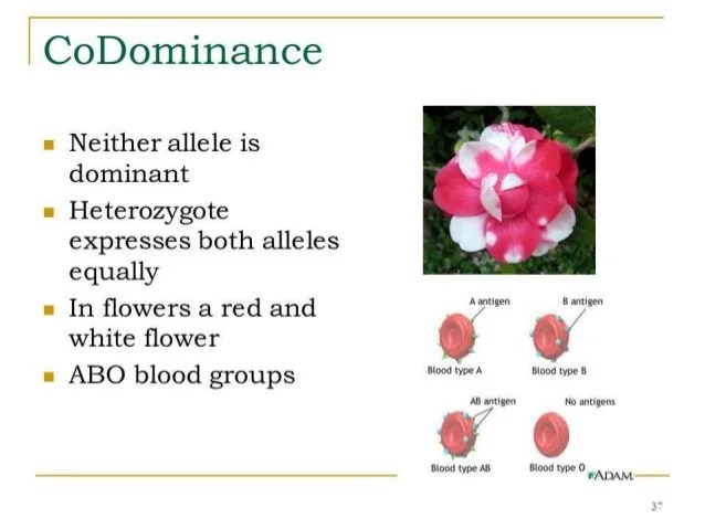 Patterns of inheritance non mendelian inheritance