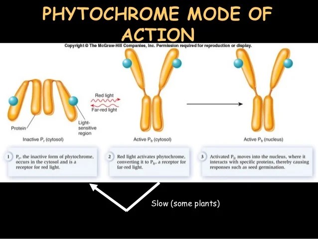 BS1003 Light and plant development lecture