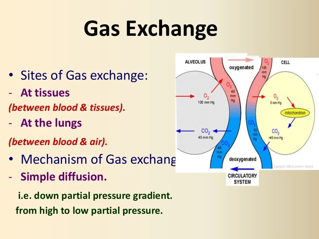 Respiratory 2, Gas Transport Physiology