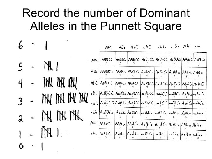 Polygenic Inheritance Worksheet