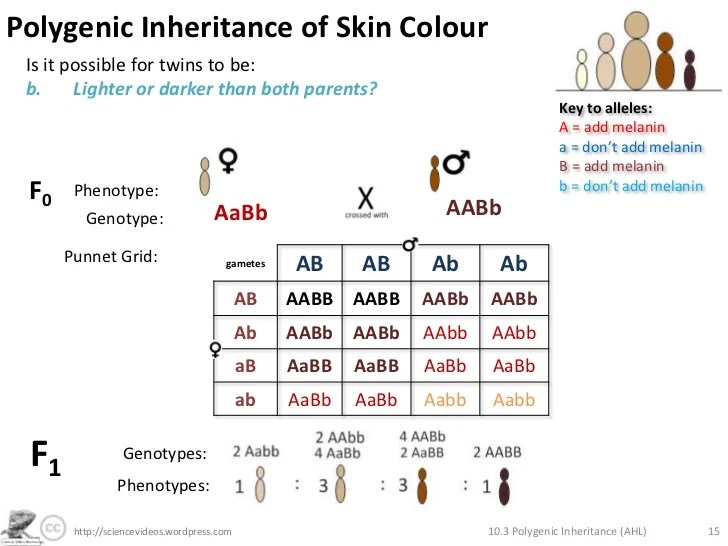 Polygenic Inheritance (AHL)