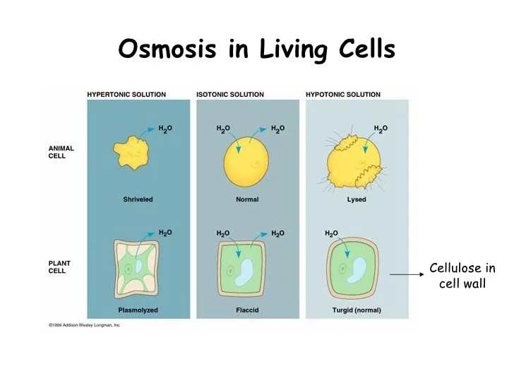 Ppt diffusion and osmosis