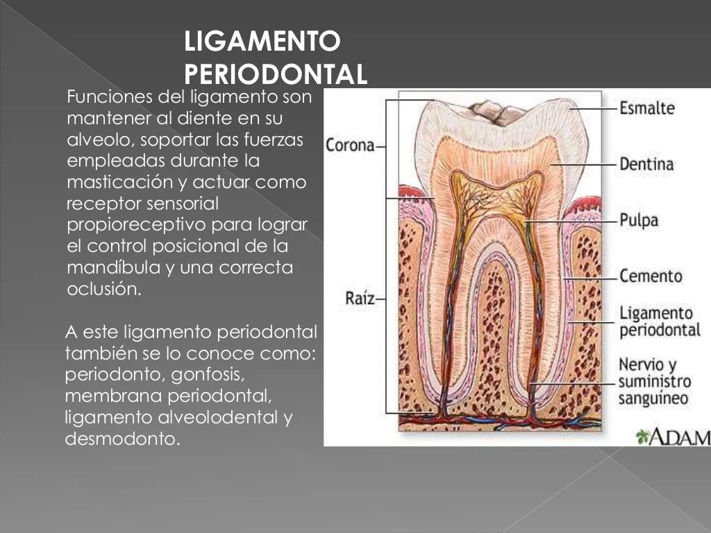 Ligamento periodontal