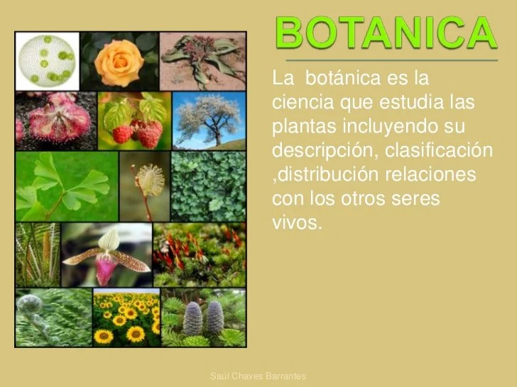 APRENDIZAJE AGROPECUARIA 20162017 QUE ES BOTANICA Y SU CLASIFICASION