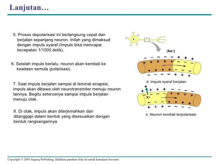 Presentasi Sistem Syaraf 1
