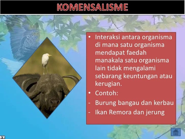 BAB 4 (Interaksi Antara Hidupan)