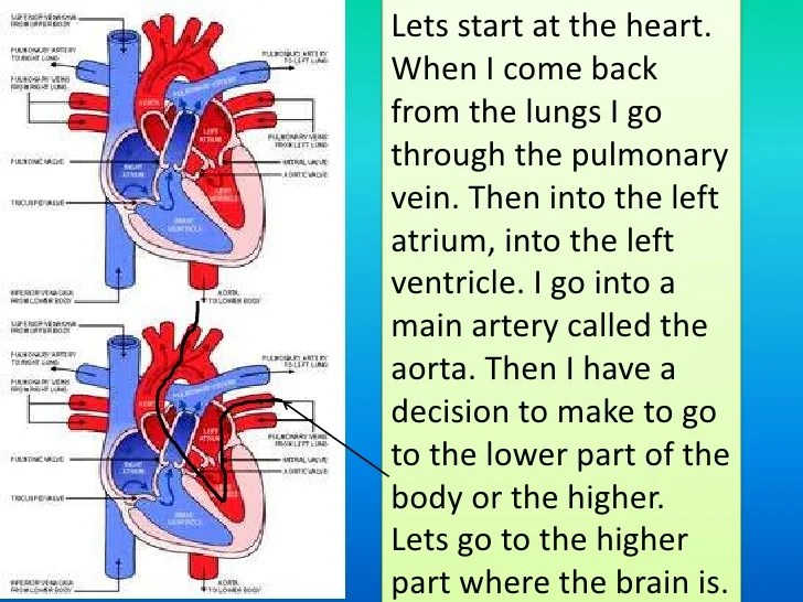 the path of red blood cell through the body to the heart