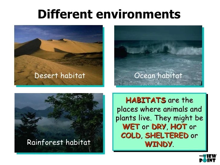 Primary View Point Interactive