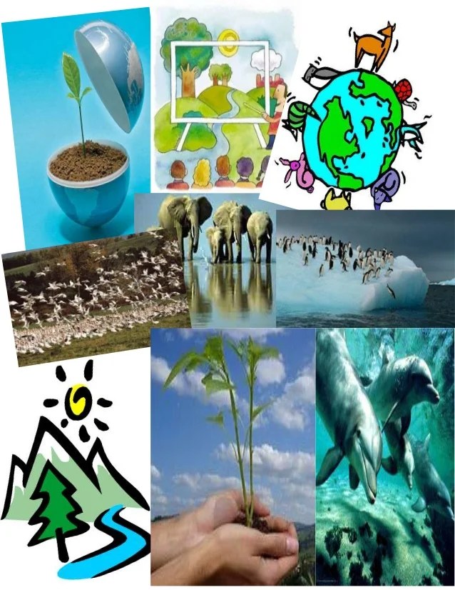 Principios basicos de la ecologia
