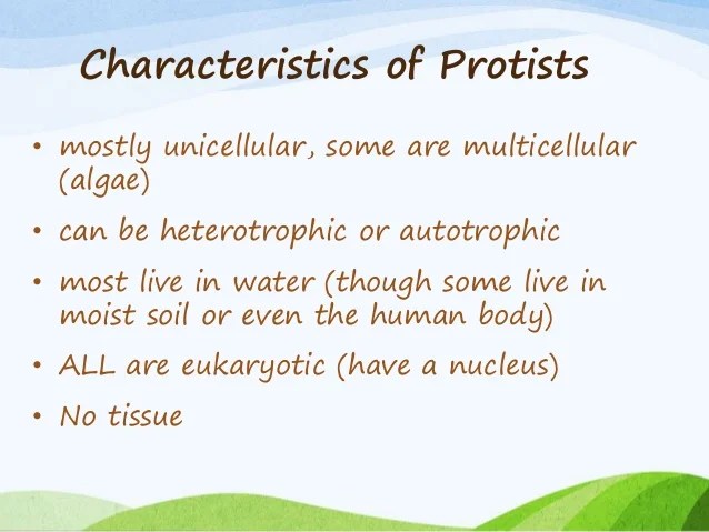 Protists