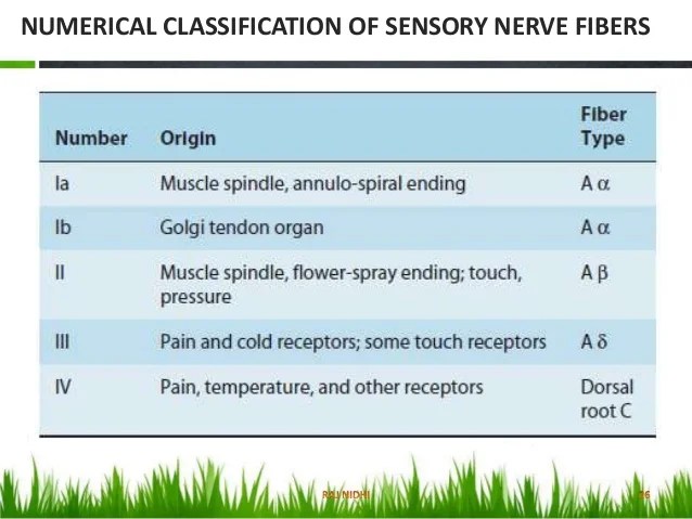 classification of nerve fibers