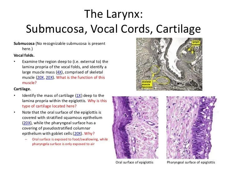 Guide to the study of the respiratory system