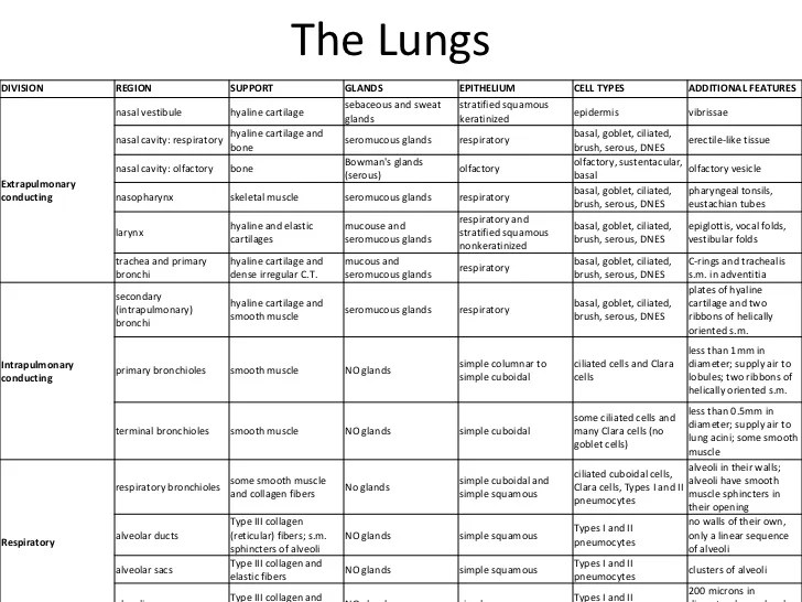 Guide to the study of the respiratory system
