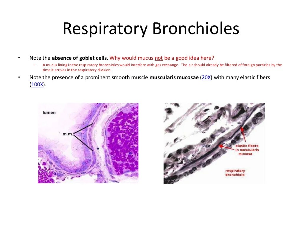 Guide to the study of the respiratory system