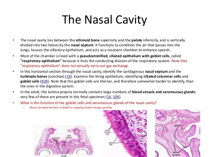 Guide to the study of the respiratory system