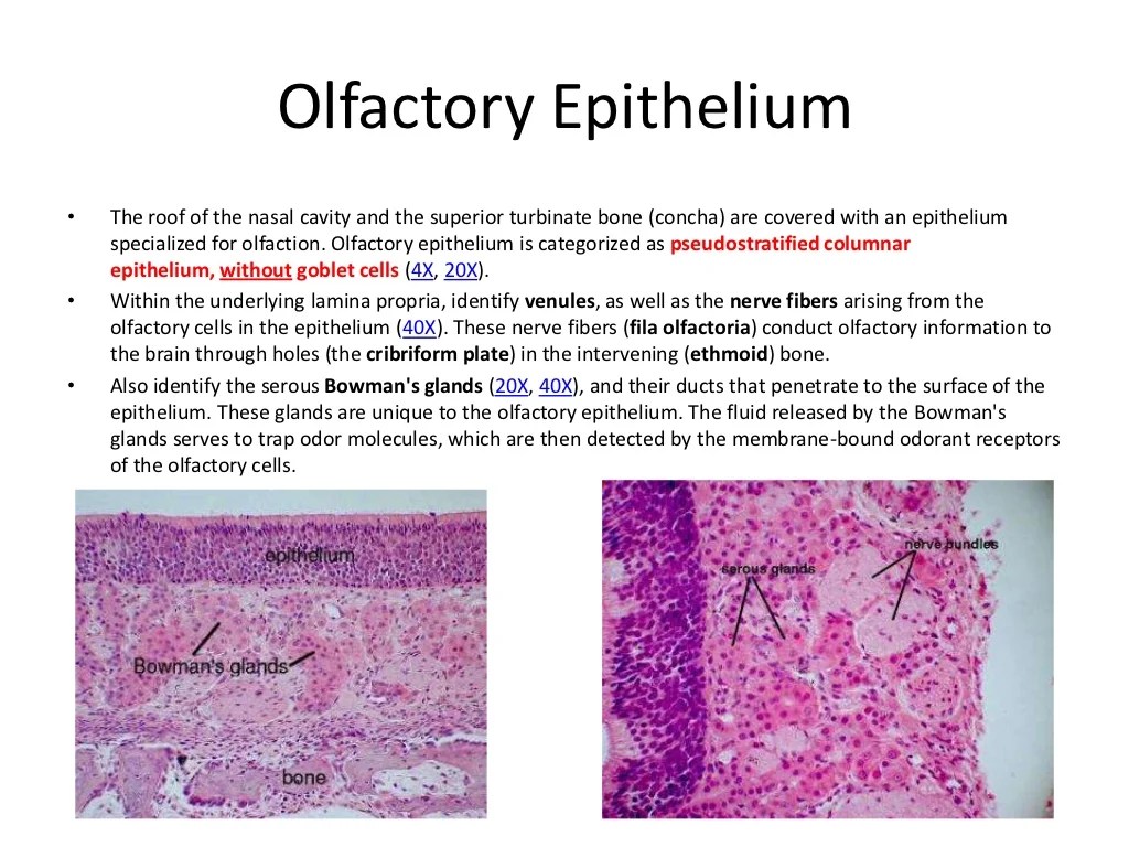 Guide to the study of the respiratory system