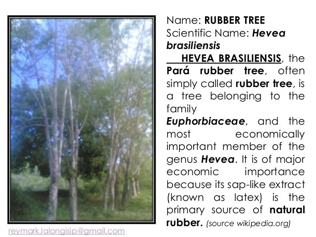 RUBBER PRESENTATION